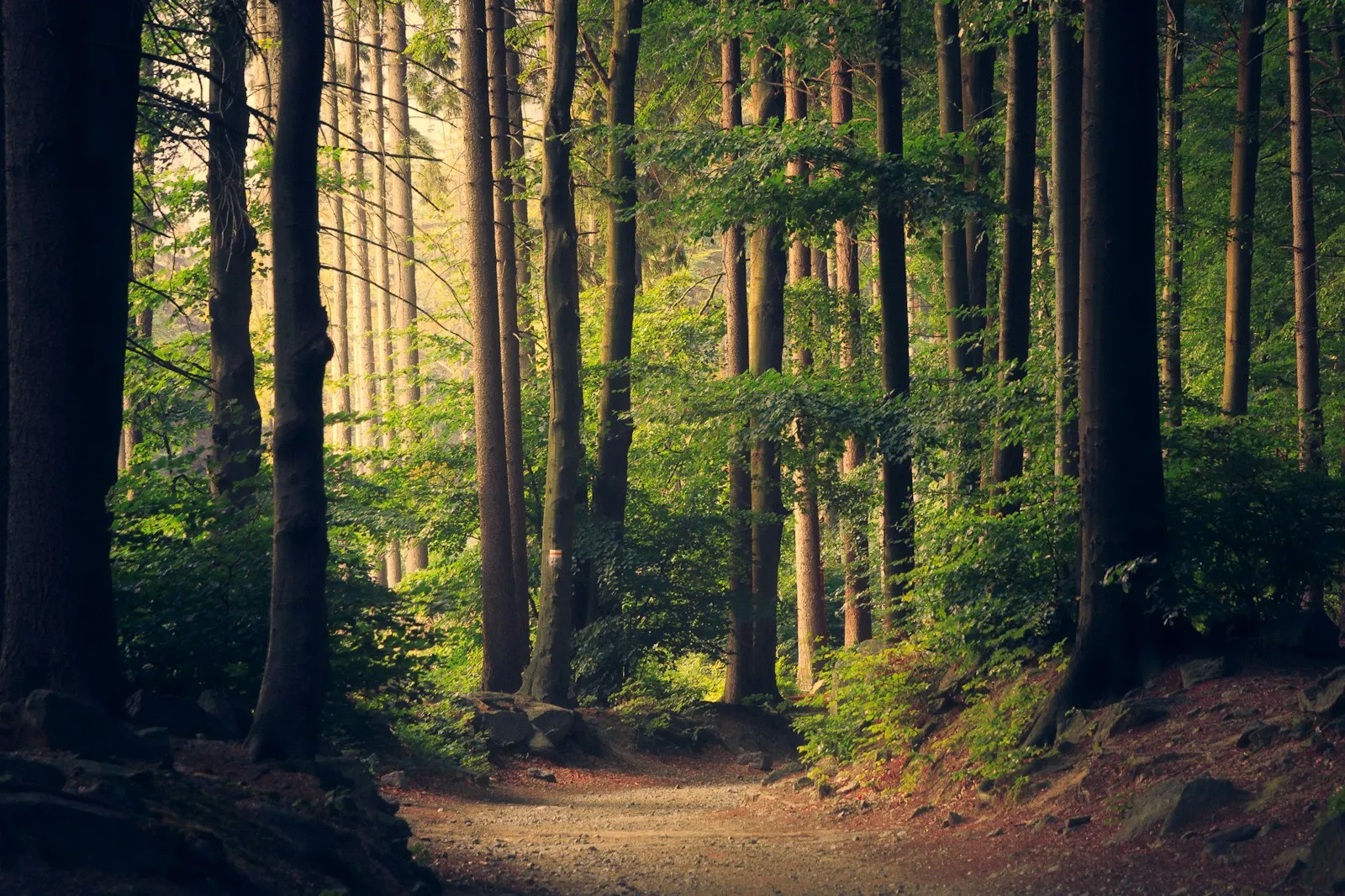 Footpath through a sunlit forest
