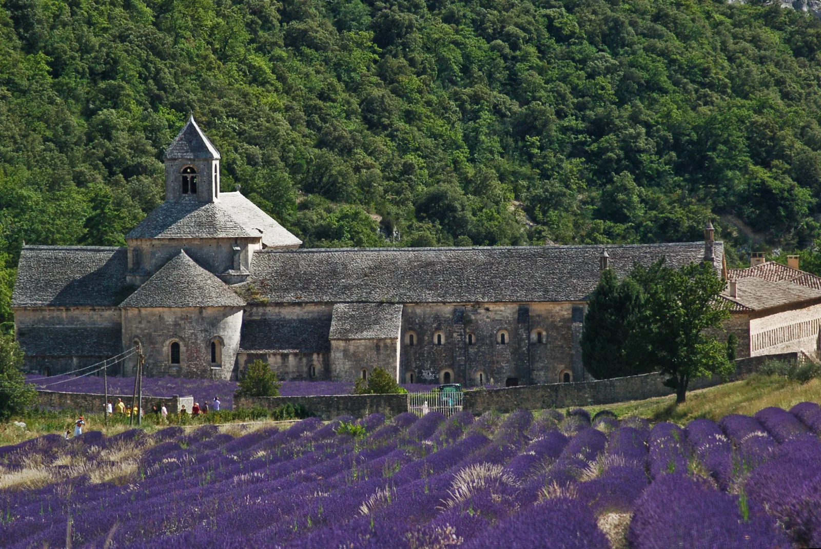 Provence’ta Sénanque Manastırı ve lavanta tarlaları